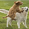 Dogs just wanna have fun - Dog Lover Book